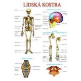 Albra Lidská kostra a svalstvo – tabulka A4