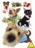 Piatnik Puzzle Hanadeka, Štěňata 100 dílků