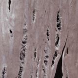 Cobrah - Torn (limited Clear Vinyl) Cobrah - Torn (limited Clear Vinyl)