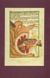 Gallery The Jena Codex