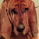 Segall Ty Goodbye Bread