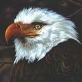 Mogwai Hawk Is Howling