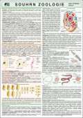 Holman Miloslav SOUHRN ZOOLOGIE pro S A4