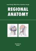 Galén Regional anatomy