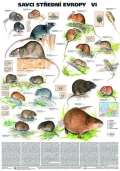 Scientia Plakt - Savci stedn Evropy VI. - Myovit,hraboovit a myivkovit