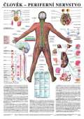 Scientia Plakát - Člověk - Perifernií nervstvo
