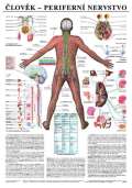 Scientia Plakt - lovk - Periferni nervstvo