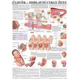 Scientia Plakát - Člověk - Pohlavní cykly ženy